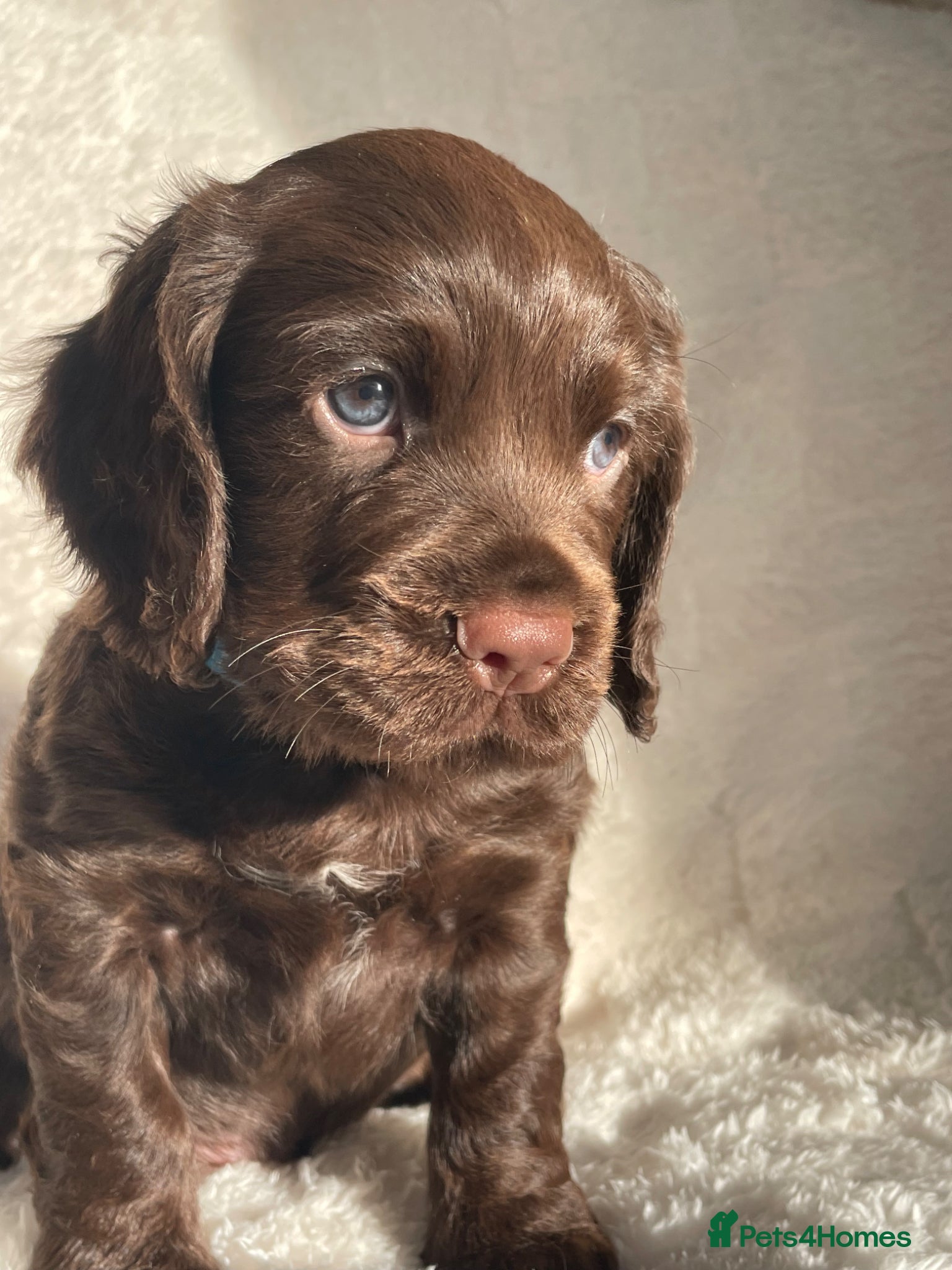 Cocker Spaniel dogs Stunning blue eyed working cocker spaniels KC/HT - Advert 1