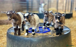 Goats livestock for sale: Adorable Pygmy Goats For Sale! - Image 1