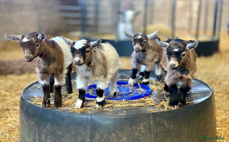 Goats livestock - Advert 1