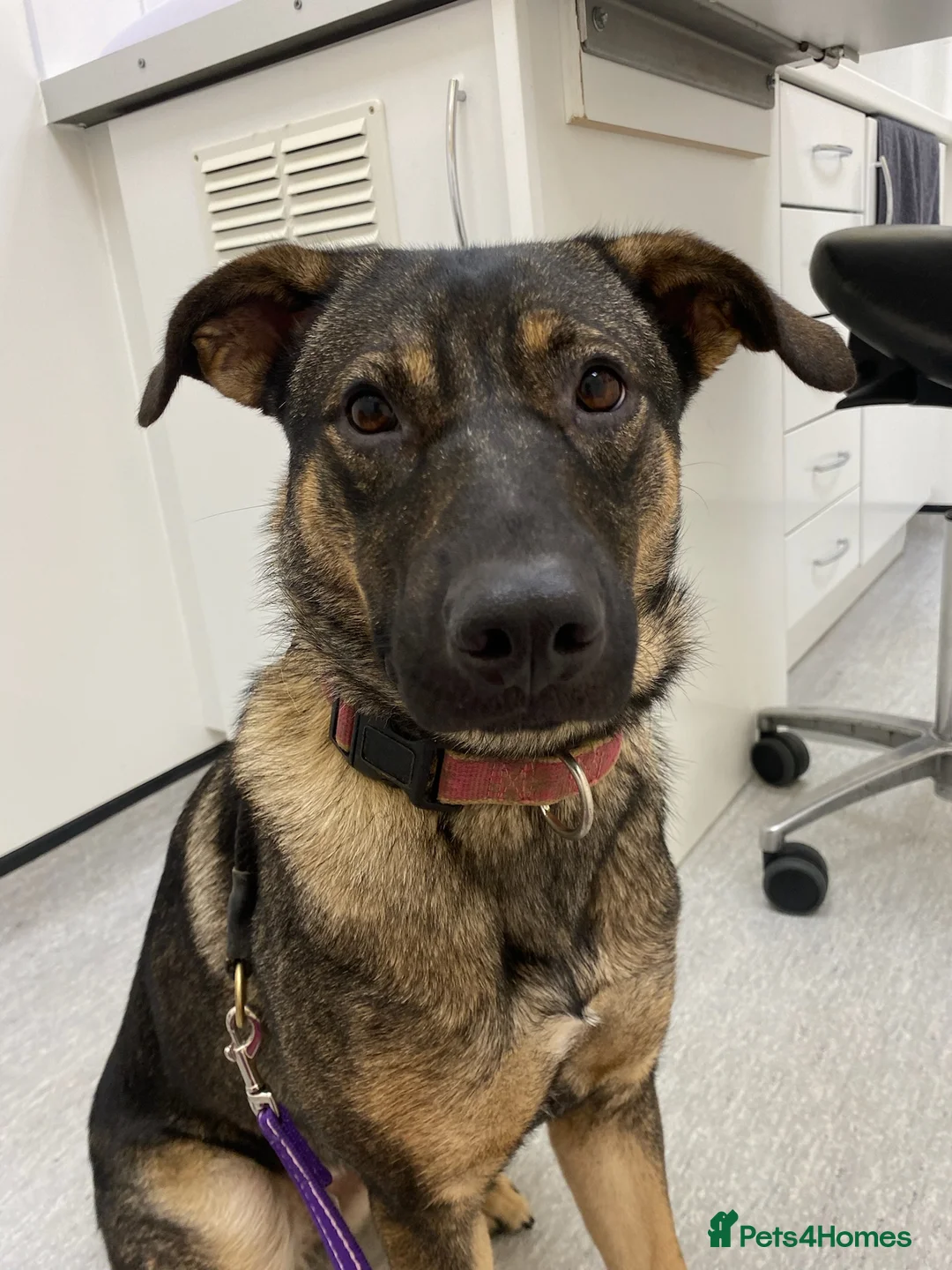 Mixed Breed dogs for adoption: Luna was stood up.... in Kidderminster - Advert 12