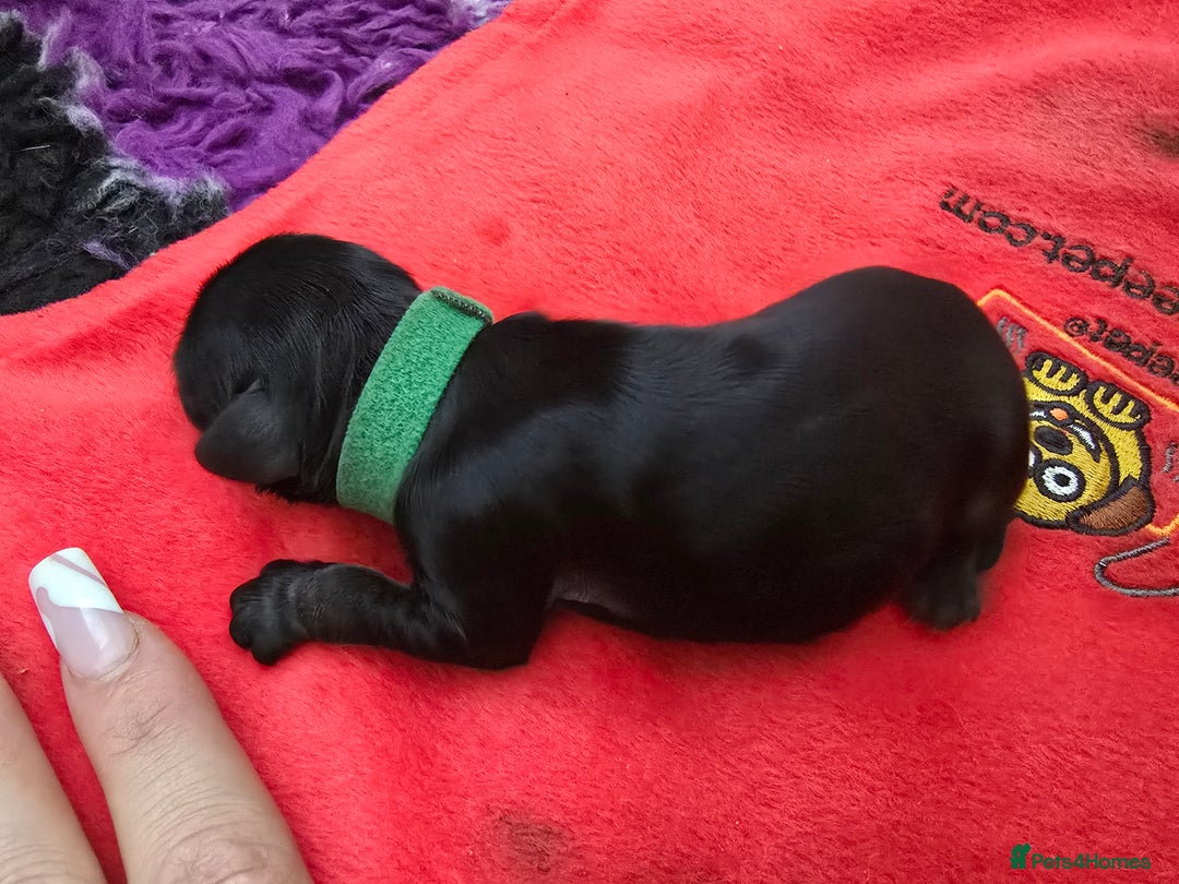 Cockapoo dogs for sale: American Cockapoo Puppies - Image 18