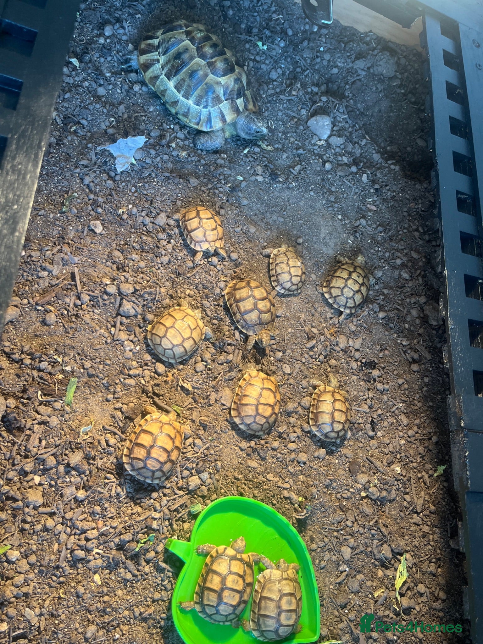 Tortoise reptiles BABY GREEK TORTOISE  - Advert 20