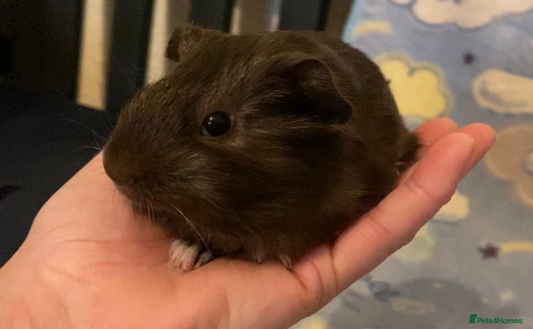 Guinea Pig rodents in Saint Helens - Advert 3