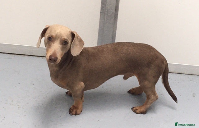 Miniature Dachshund dogs Miniature Lilac Dachshund at stud in Sandwich - Advert 12