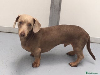 Miniature Dachshund dogs in Sandwich - Advert 15