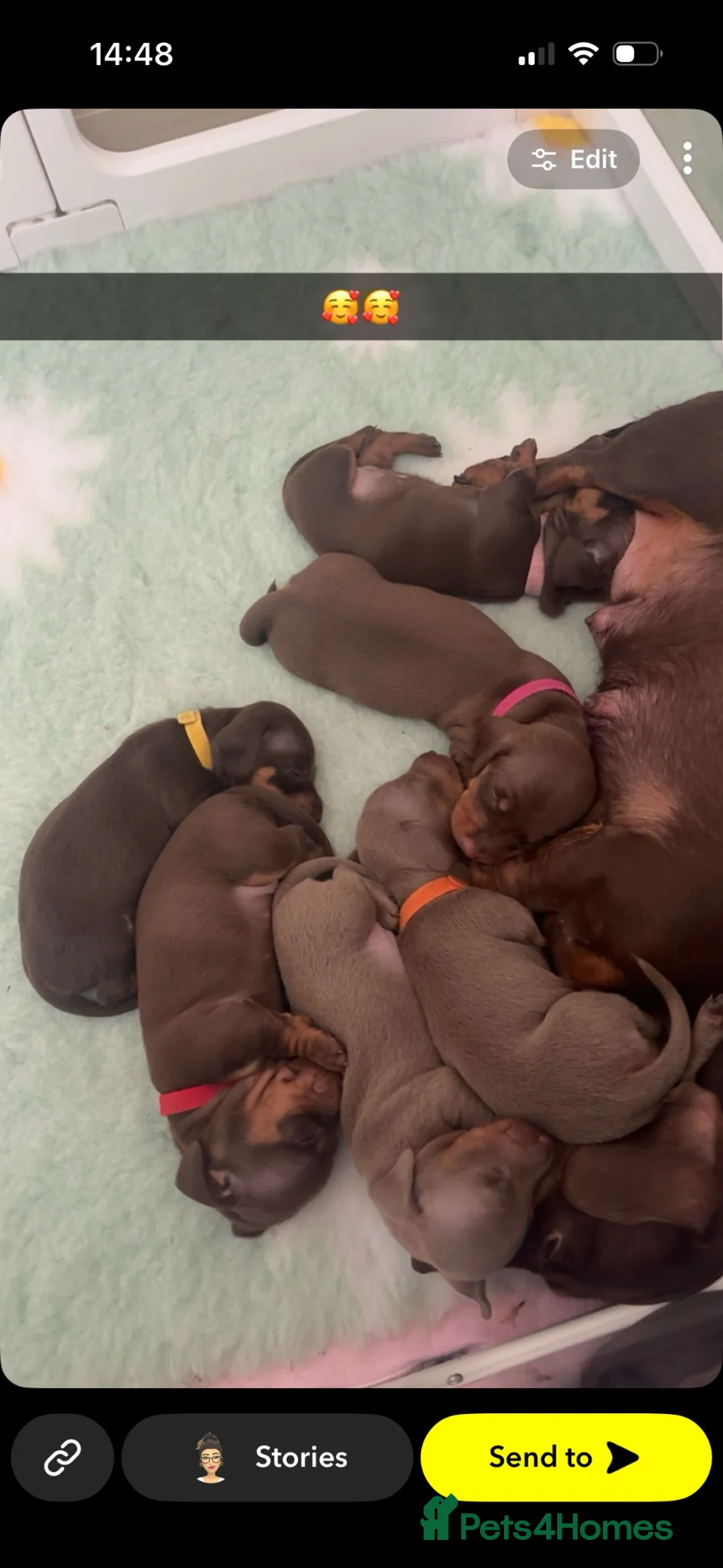 Miniature Dachshund dogs for sale: Beautiful Miniature Dachshunds  in Ballycastle - Advert 1
