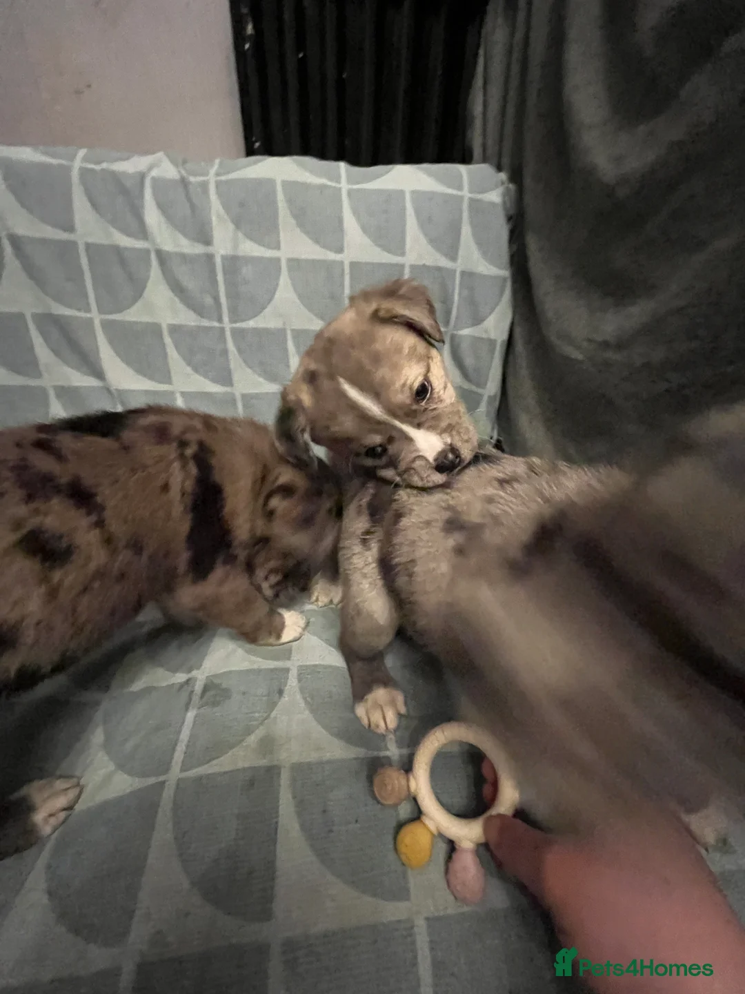 Mixed Breed dogs for sale: Beautiful Merle Caucasian corso - Advert 7