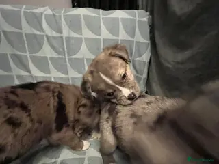 Mixed Breed dogs Beautiful Merle Caucasian corso - Advert 2