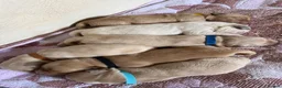 Golden Retriever dogs for sale: Exceptionally bred golden Retriever Puppies - Advert 2