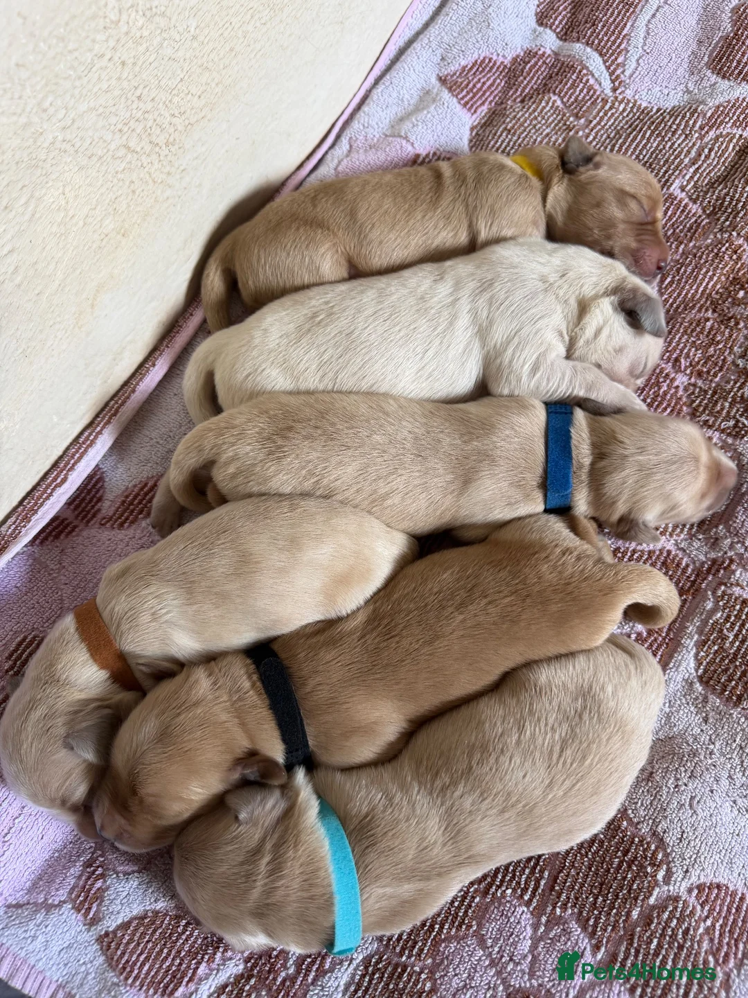 Golden Retriever dogs for sale: Exceptionally bred golden Retriever Puppies - Advert 2