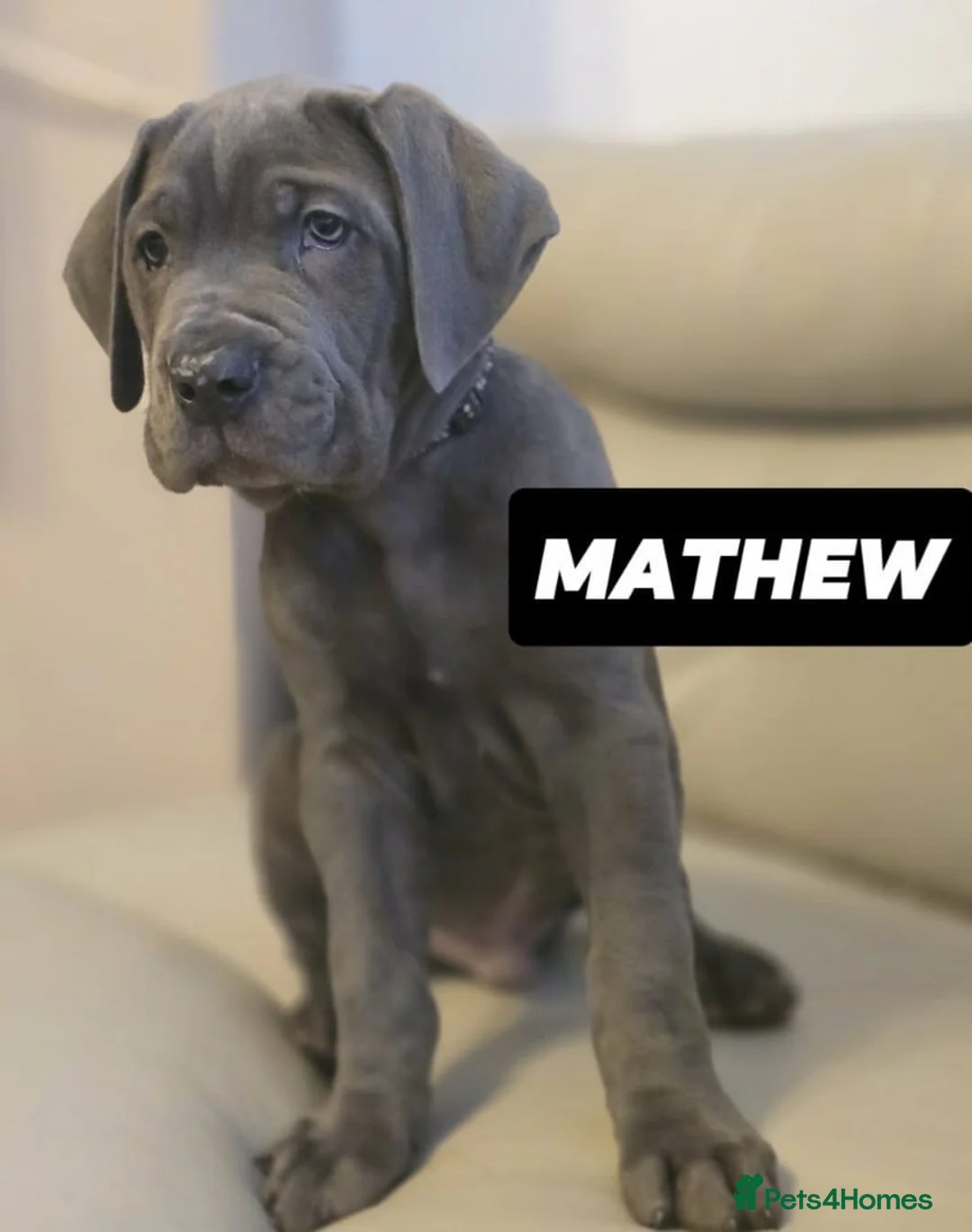 Cane Corso dogs for sale: Bella’s pups Part2 - Advert 14