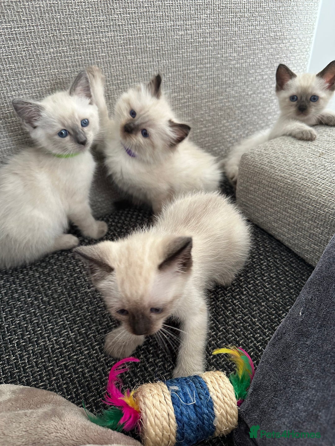 Siamese cats for sale: 3 siamese/ragdoll male kittens - Image 1