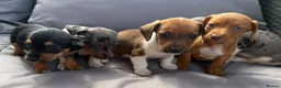 Dachshund dogs for sale: Mini dashound puppy’s - Advert 2