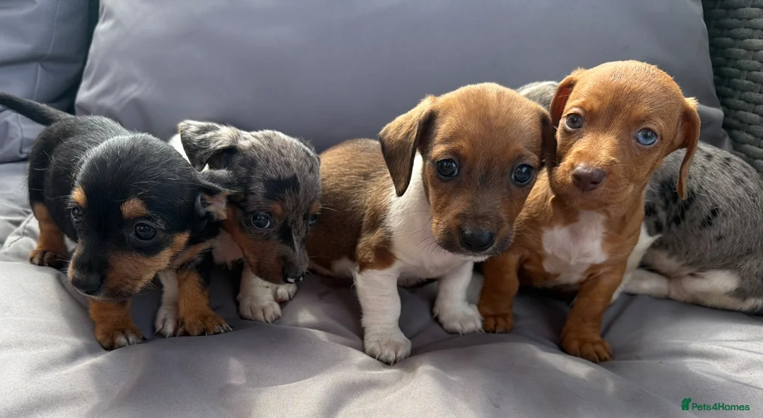 Dachshund dogs for sale: Mini dashound puppy’s - Advert 2