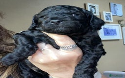 Cockapoo dogs for sale: Cockapoo  - Image 4