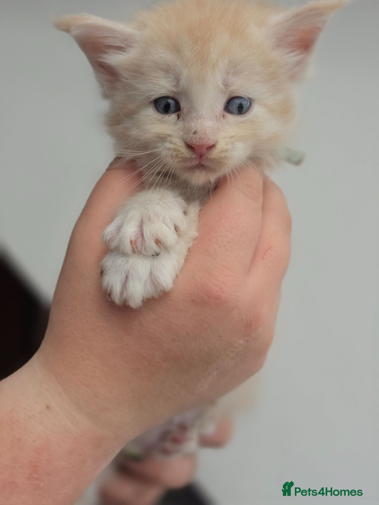 Maine Coon cats Beautiful TICA Registered Maine Coon Kittens - Advert 1