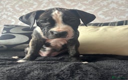 Cane Corso dogs for sale: Cane corso puppies - Image 11