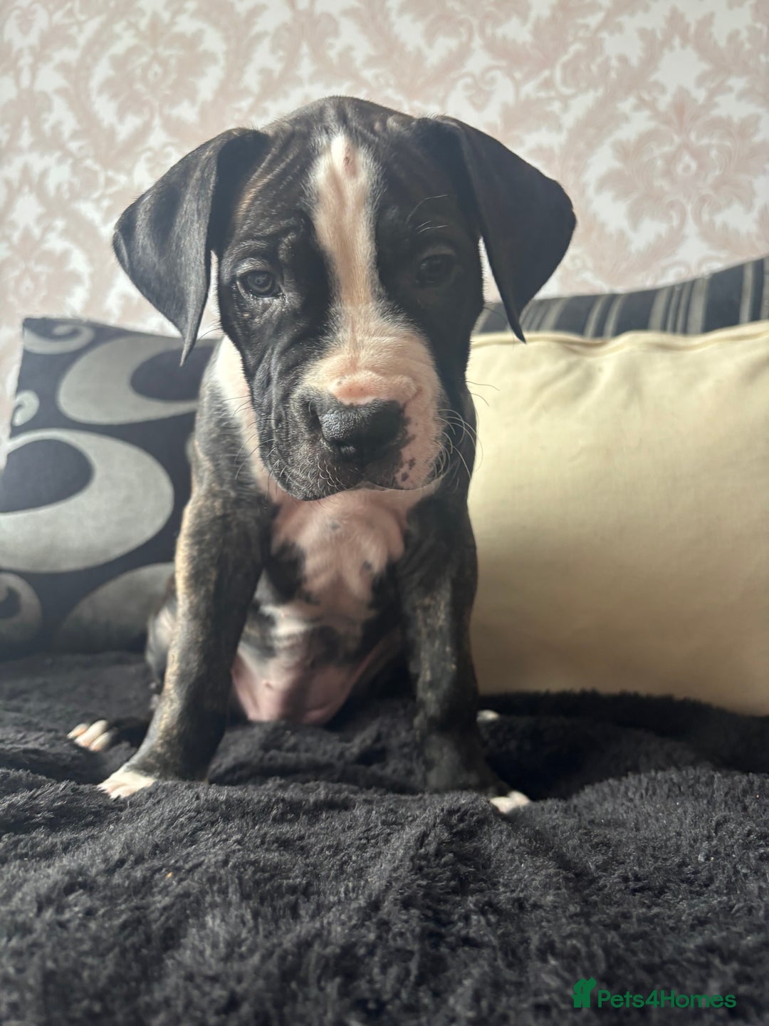 Cane Corso dogs for sale: Cane corso puppies - Image 11