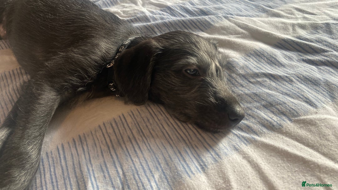 Bedlington Terrier dogs for sale: Bedlington cross whippet - Advert 4