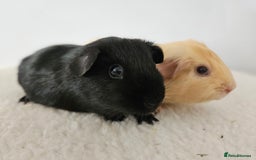 Guinea Pig rodents for sale: Lots of gorgeous boy guinea pigs in Faringdon - Image 7