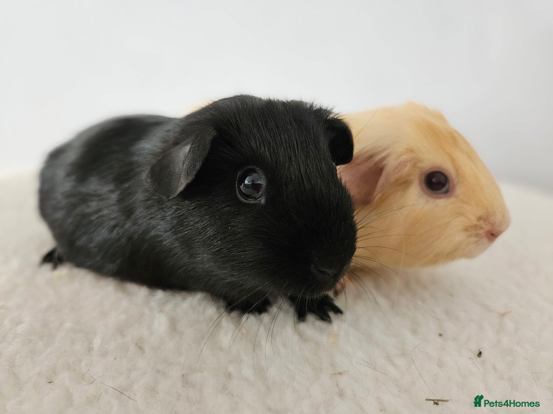 Guinea Pig rodents for sale: Lots of gorgeous boy guinea pigs in Faringdon - Image 7