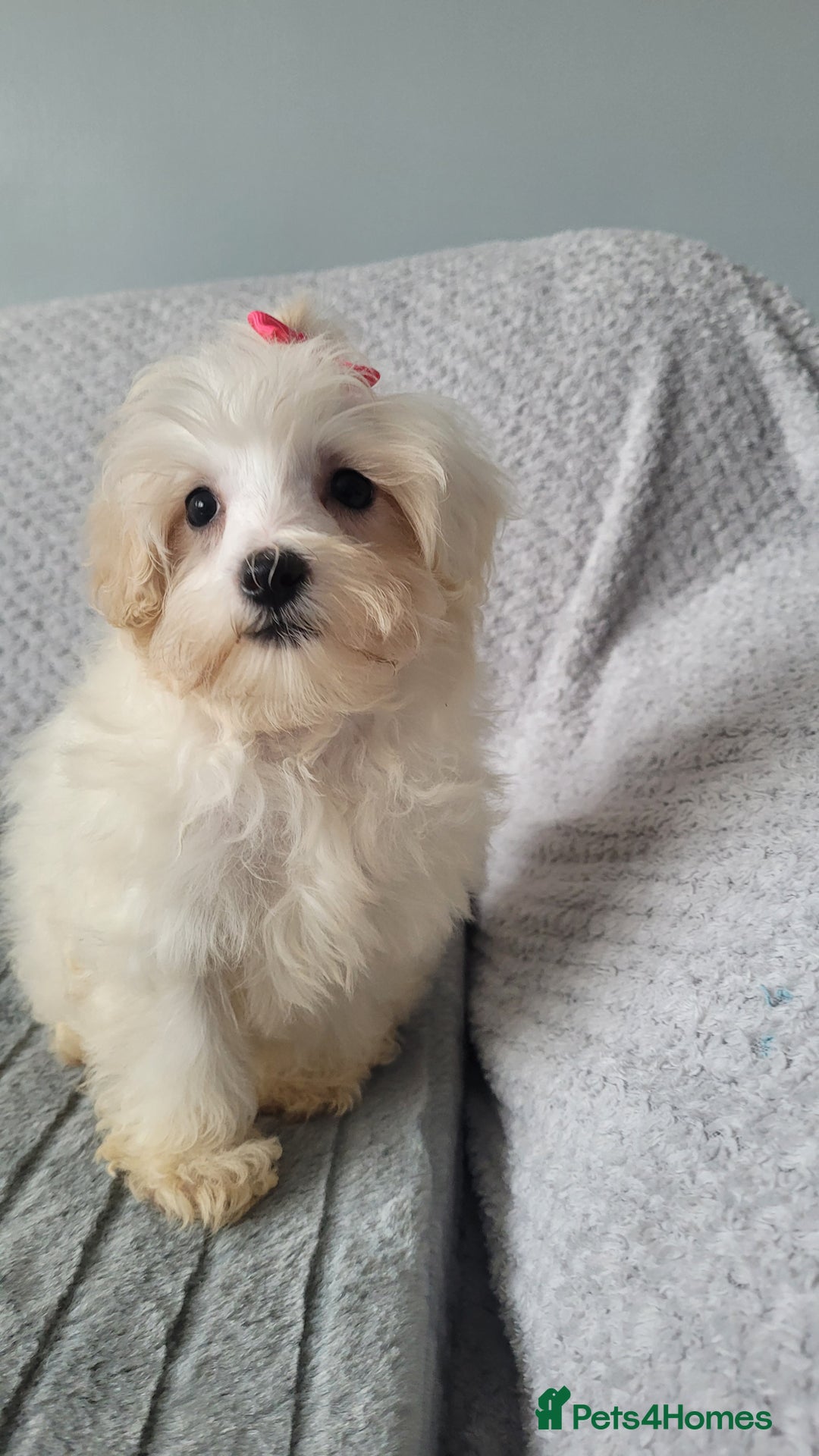 Maltipoo dogs for sale: Olivia M  - Advert 1