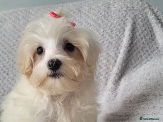 Maltipoo dogs Olivia M - Advert 5