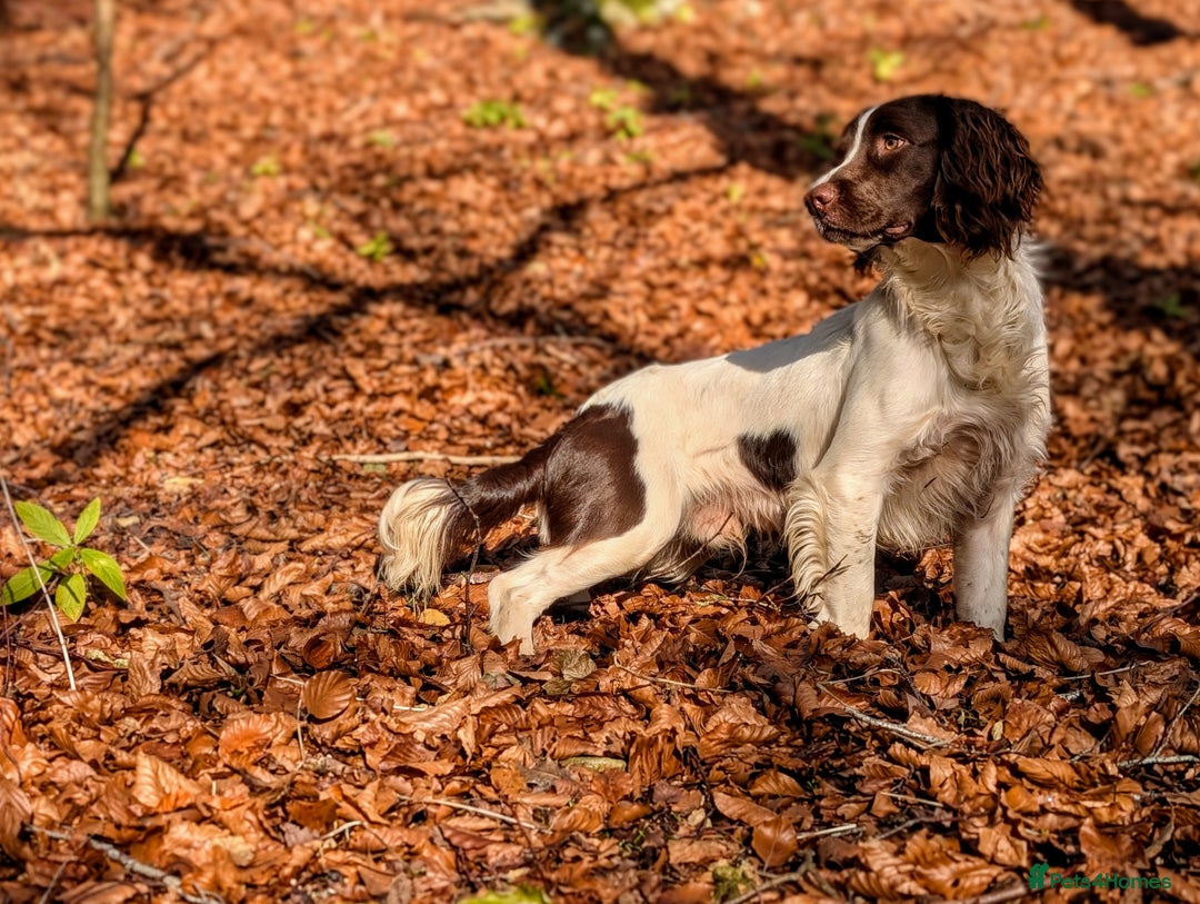 English Springer Spaniel dogs for sale: Kind, gentle and obedient KC registered Springer - Advert 14