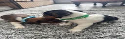 Jack Russell dogs for sale: 4 beautiful Jack Russell puppies for sale in Market Rasen - Advert 3
