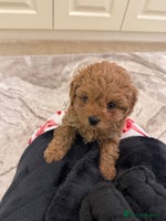 Cavapoo dogs Stunning F1 cavapoos - Advert 5