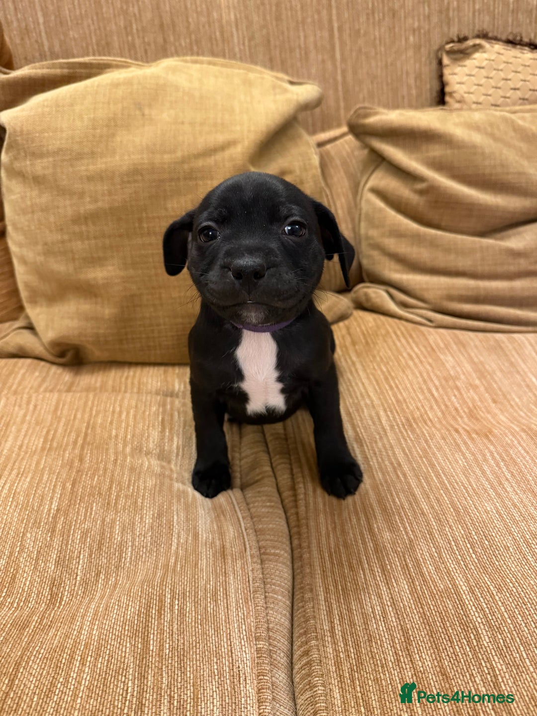 Staffordshire Bull Terrier dogs for sale: Health Tested Clear Staffordshire Bull Terrier's - Advert 26