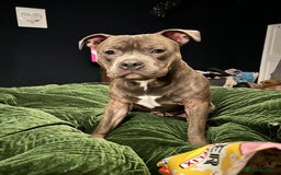 Staffordshire Bull Terrier dogs for stud: Loki | EXCEPTIONAL Blue Staffordshire Bull Terriet - Image 3