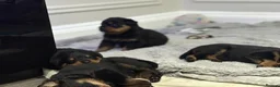 Rottweiler dogs for sale: Chunky Rottweilers  - Advert 12