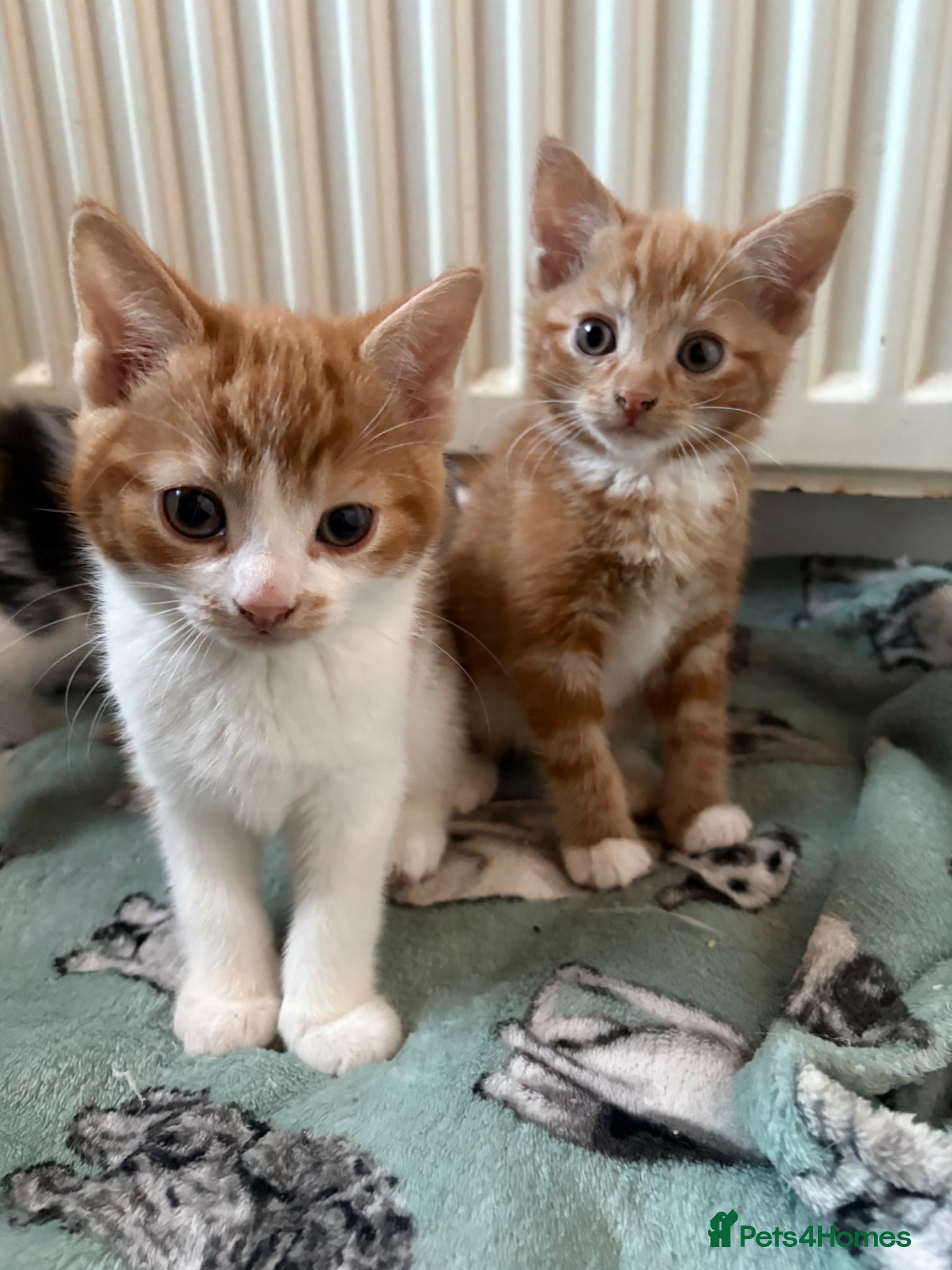 Aegean cats Aegean Kittens looking for forever home ❤️ - Advert 2