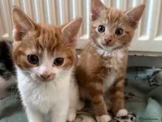 Aegean cats Aegean Kittens looking for forever home ❤️ - Advert 2