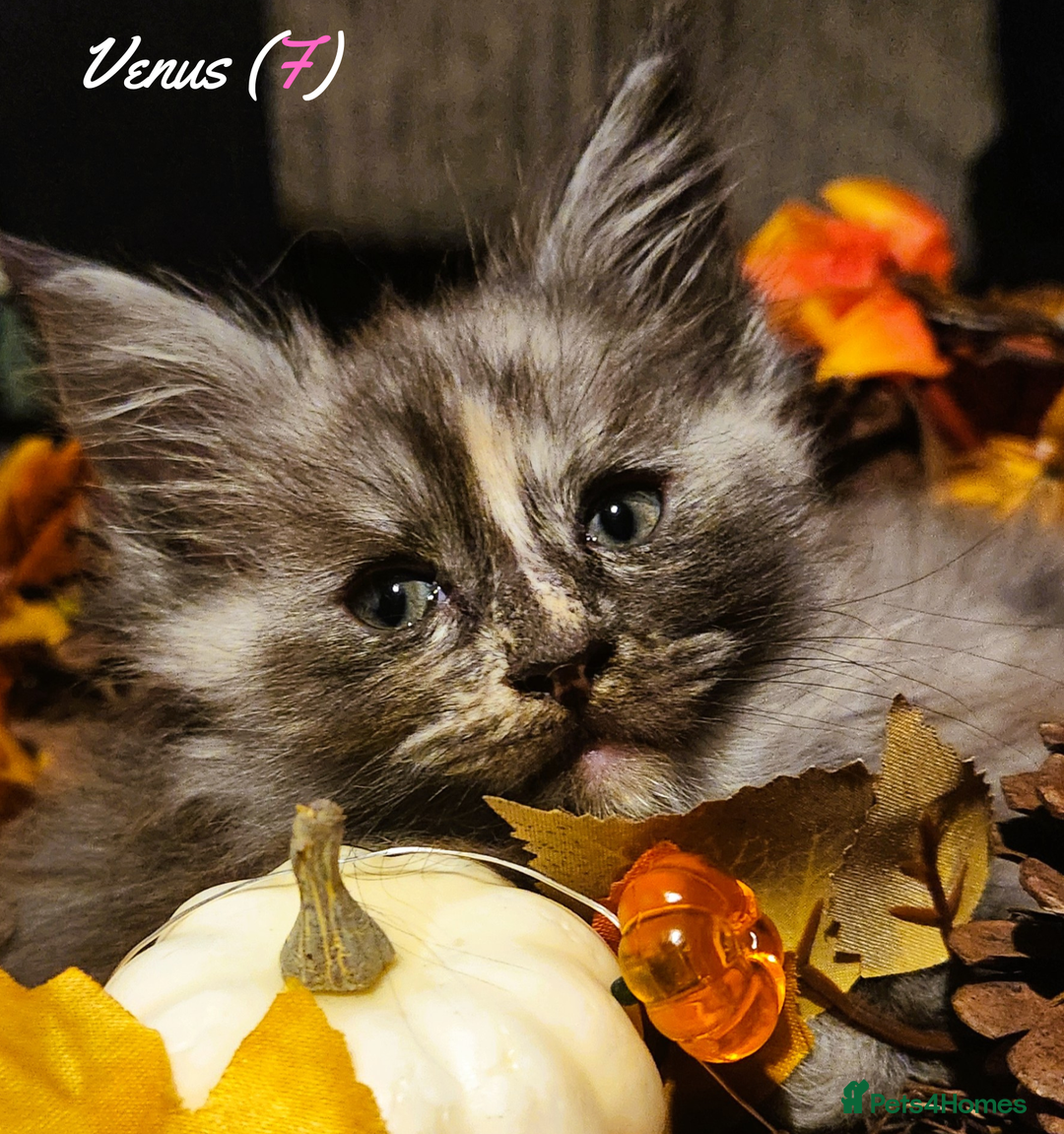 Maine Coon cats for sale: TICA Registered Kittens for Sale  - Image 29