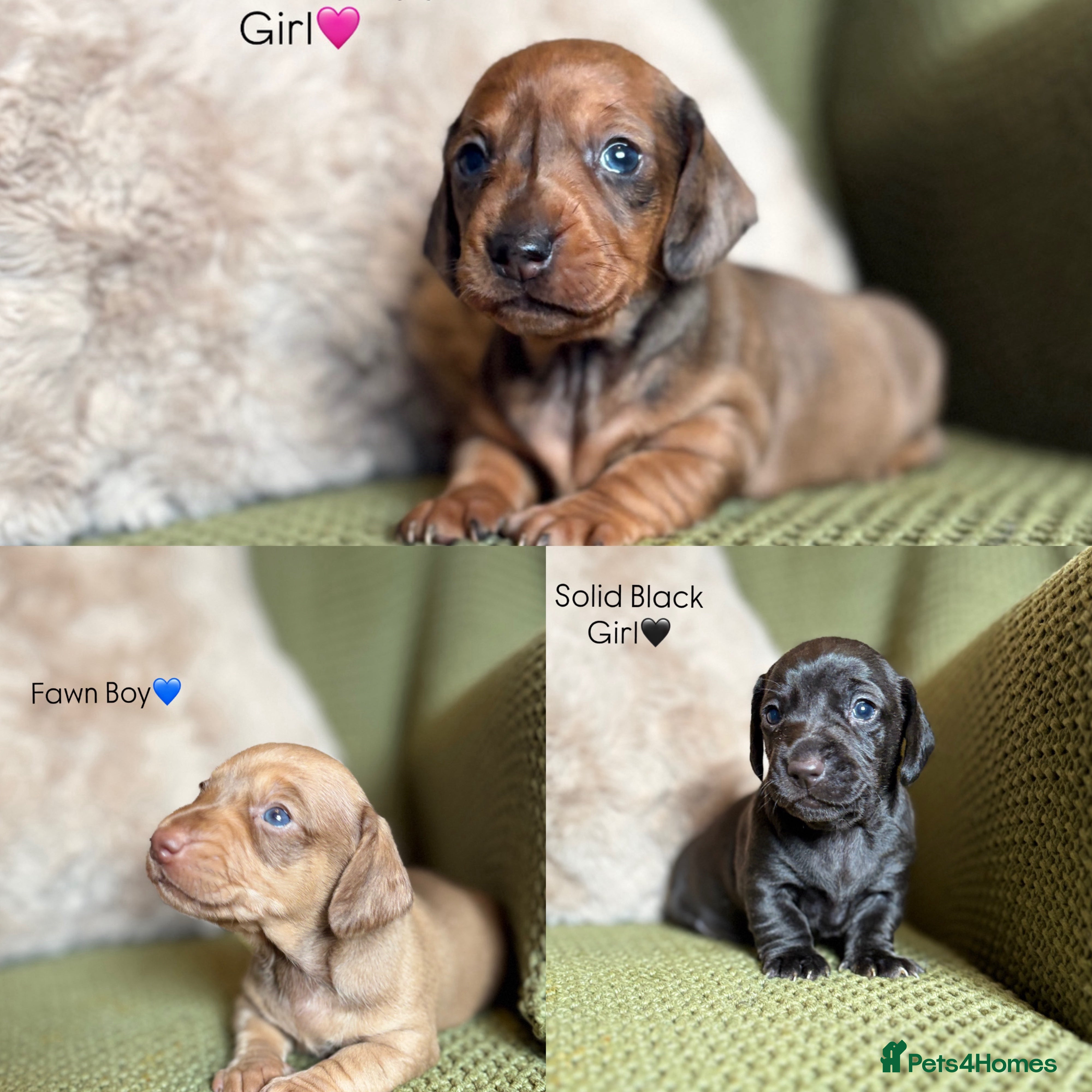 Miniature Dachshund dogs Smooth Haired Miniature Dachshunds - Advert 13