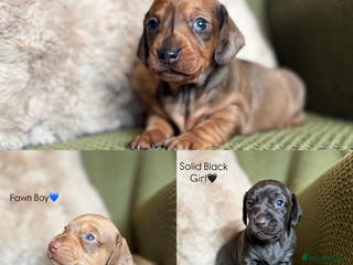 Miniature Dachshund dogs Smooth Haired Miniature Dachshunds - Advert 2