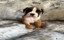 Boxer dogs for sale: Adorable Boxer Puppies - Ready Soon - Image 8