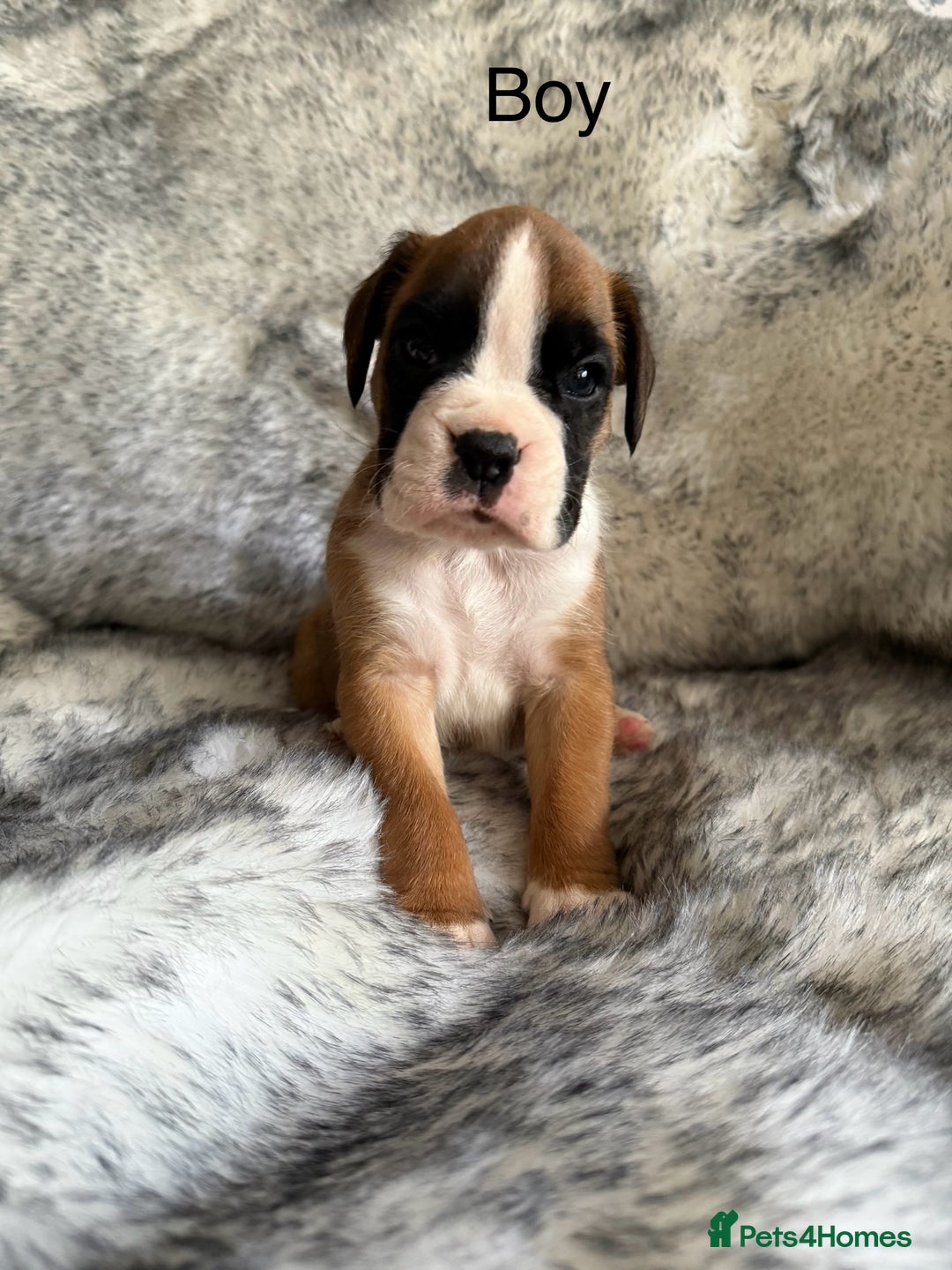 Boxer dogs for sale: Adorable Boxer Puppies - Ready Soon - Image 8