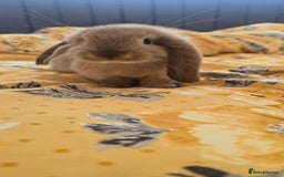 French Lop rabbits for sale: Beautiful French Lop bunnies - Image 35