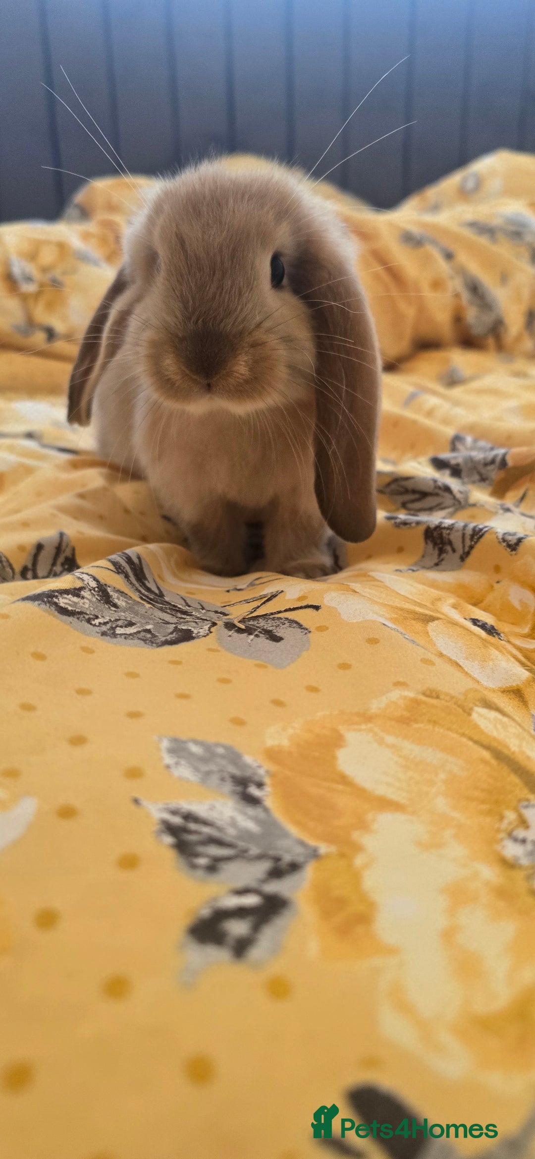 French Lop rabbits for sale: Beautiful French Lop bunnies - Image 35