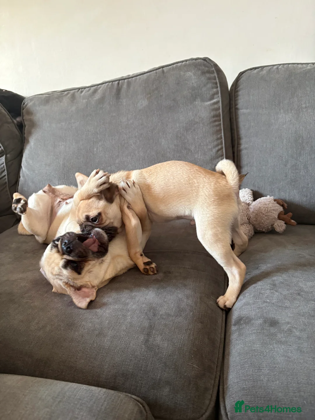 Pug dogs for sale: 5 month old pug boy looking for forever home - Advert 4