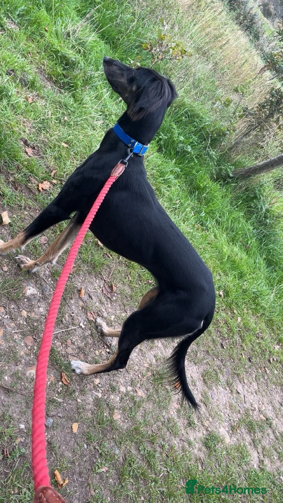 Saluki dogs for sale: Saluki girl  in Wimborne - Advert 3