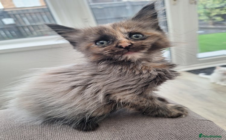 Maine Coon cats - Advert 15