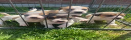 Jack Russell dogs for sale: Jack Russell puppies for sale  - Advert 6