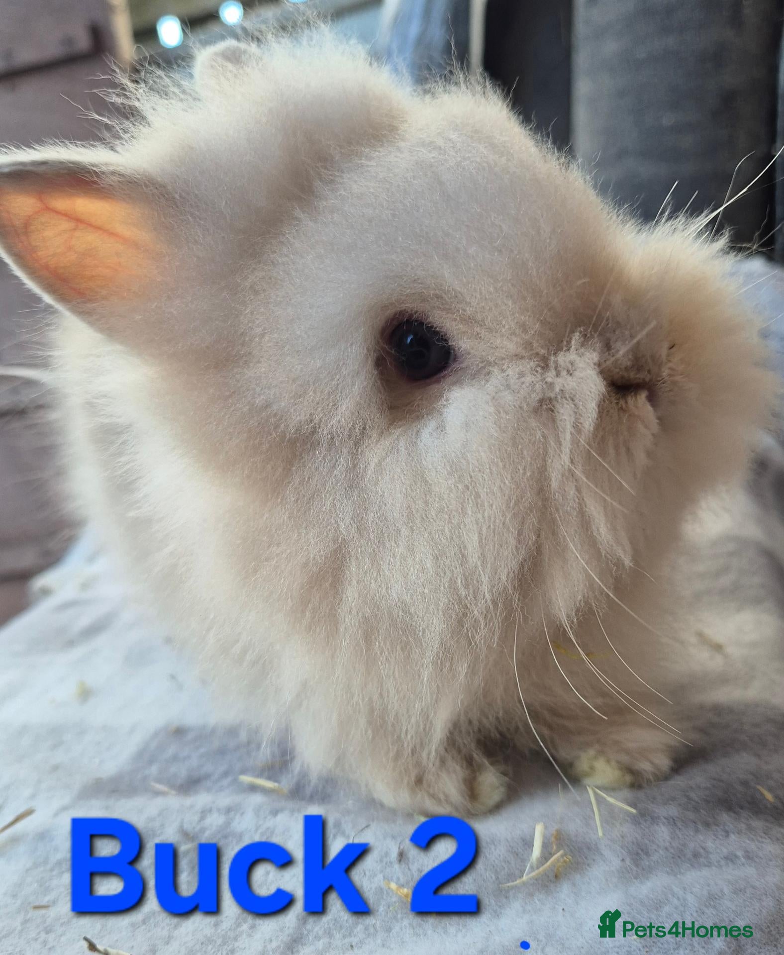 Lionhead rabbits for sale: Double maned Lionhead babies ready now  - Advert 16