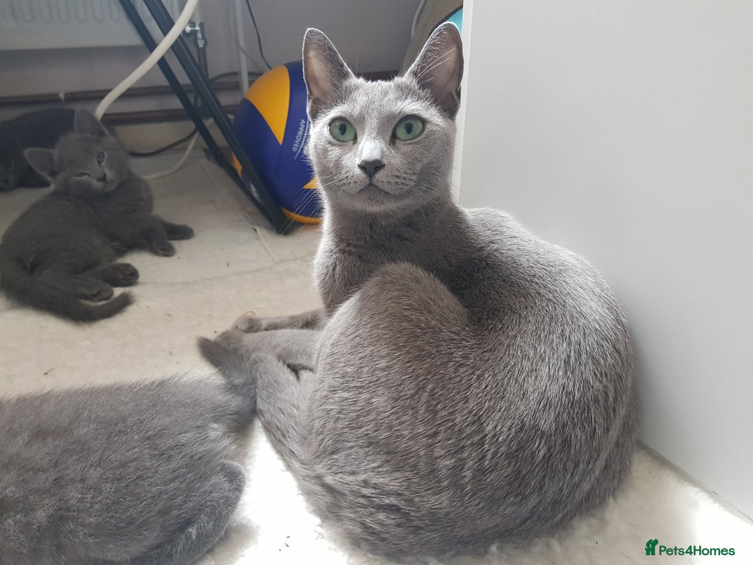 Russian Blue cats for sale: **TICA full pedigree Russian Blue kittens - Image 20