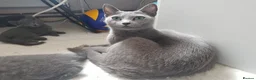 Russian Blue cats for sale: **TICA full pedigree Russian Blue kittens - Advert 37