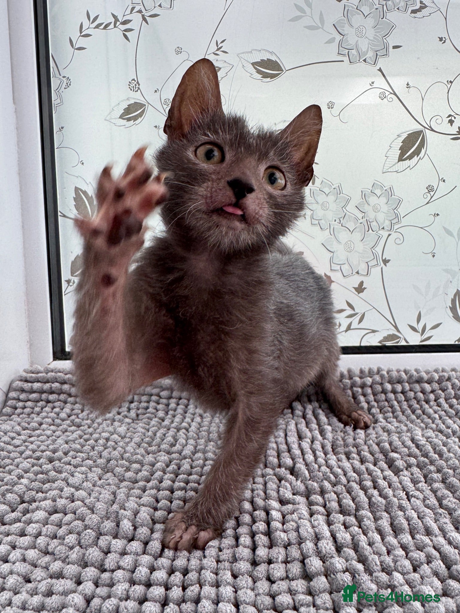 Lykoi cats Lykoi Kittens Ready Now  - Advert 1